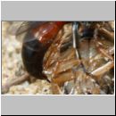 Tachysphex obscuripennis - Grabwespe w11d 8mm mit Schabe - Sandgrube Niedringhaussee.jpg